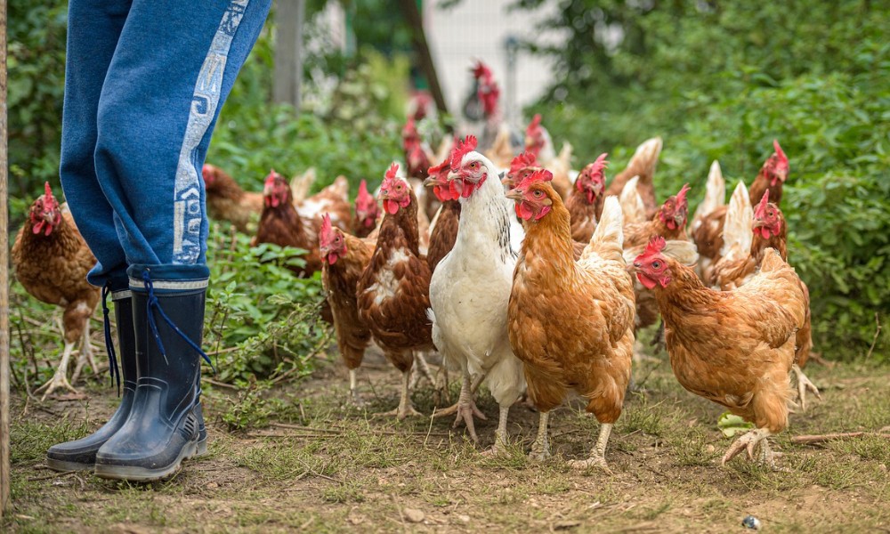 Chicken Help - JustServe