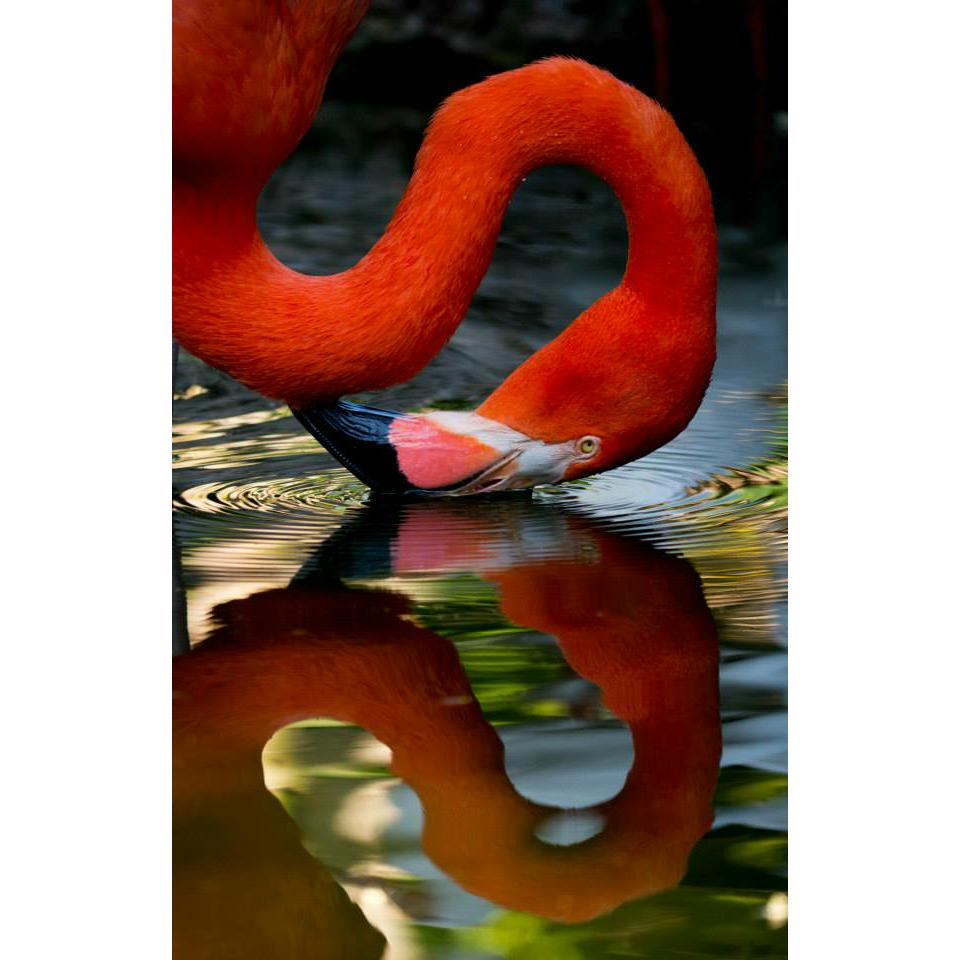 Flamingo Gardens Botanical Gardens and Wildlife Santuary - JustServe